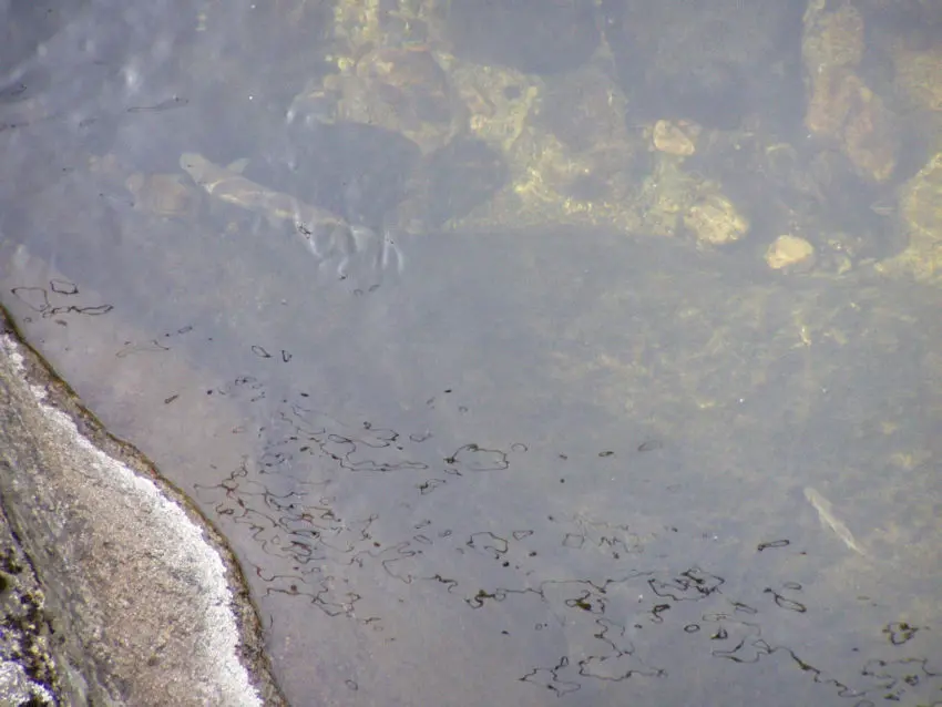 Hauteur d'eau pour la pêche à la truite