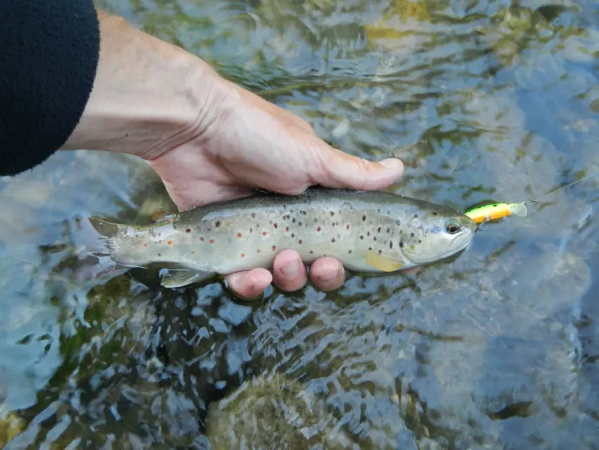 Hauteur d'eau pour la pêche à la truite