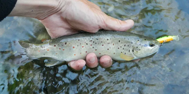 Hauteur d'eau pour la pêche à la truite