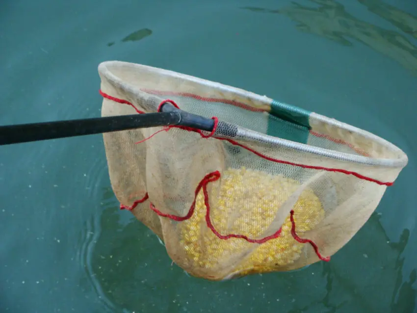 Meilleures amorces pour la pêche au coup en été