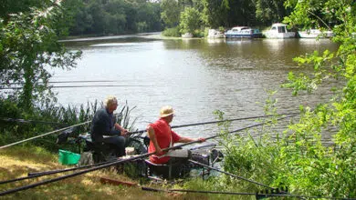 Meilleures amorces pour la pêche au coup en été