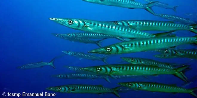 Barracuda, un poisson de mer