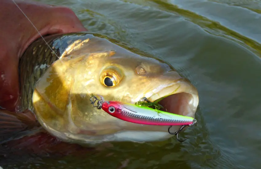 Pêche du chevesne au leurre dur