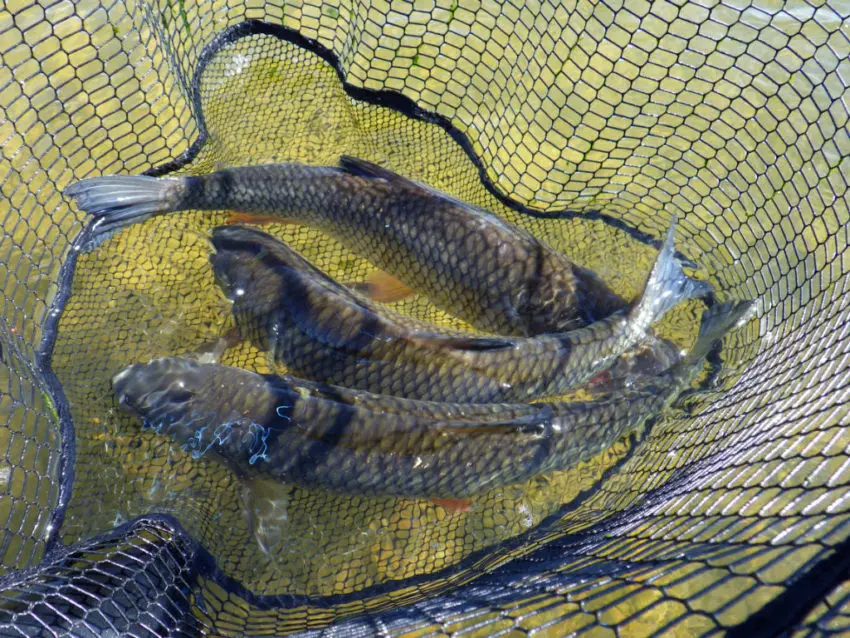 Pêche du chevesne au leurre dur