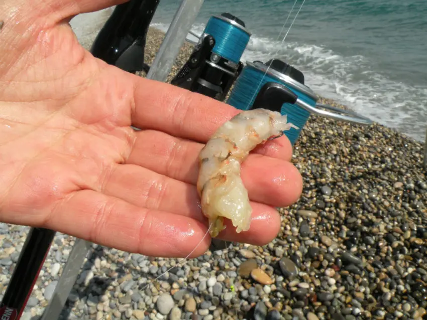 Pêche à la crevette en surfcasting