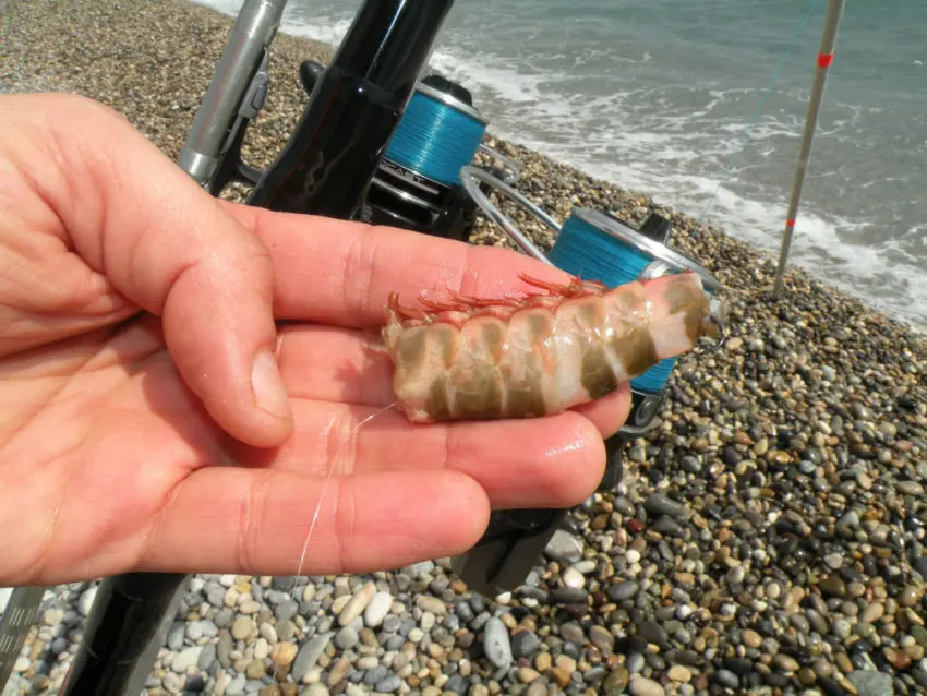 Pêche à la crevette en surfcasting