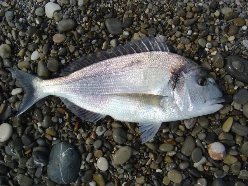 Pêche à la crevette en surfcasting