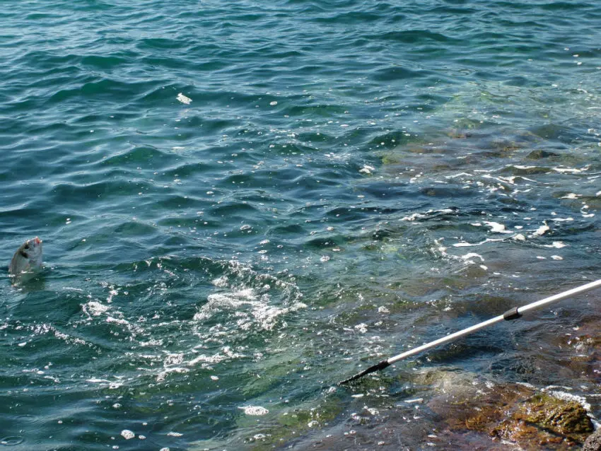 Pêche à la crevette en surfcasting