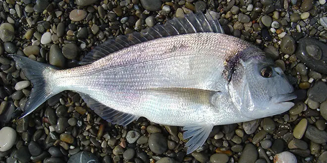 Pêche à la crevette en surfcasting