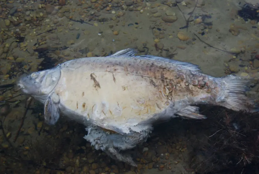 Impact de l’amorçage sur l'eau et les carpes