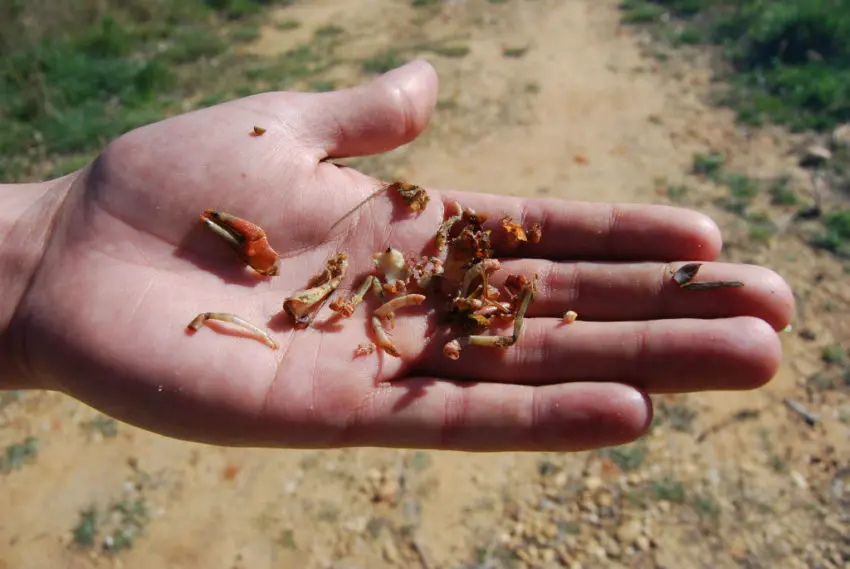 Impact de l’amorçage sur l'eau et les carpes