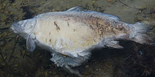 Impact de l’amorçage sur l'eau et les carpes