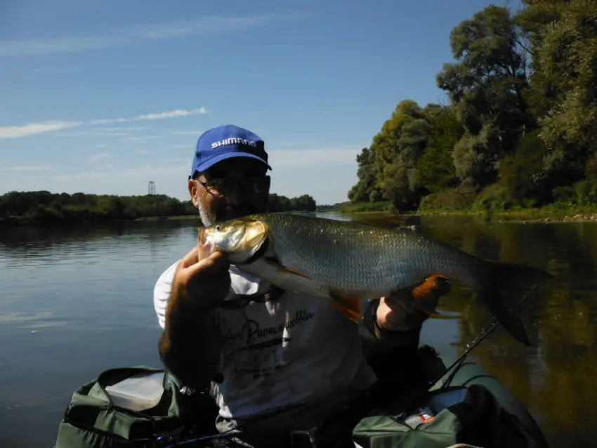 Pêche de l'aspe au leurre finesse