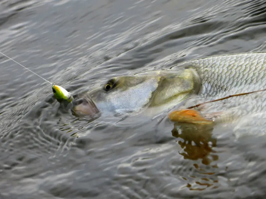 Pêche de l'aspe au leurre finesse