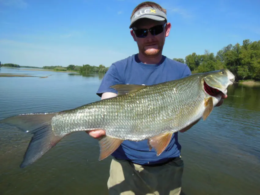 Pêche de l'aspe au leurre finesse