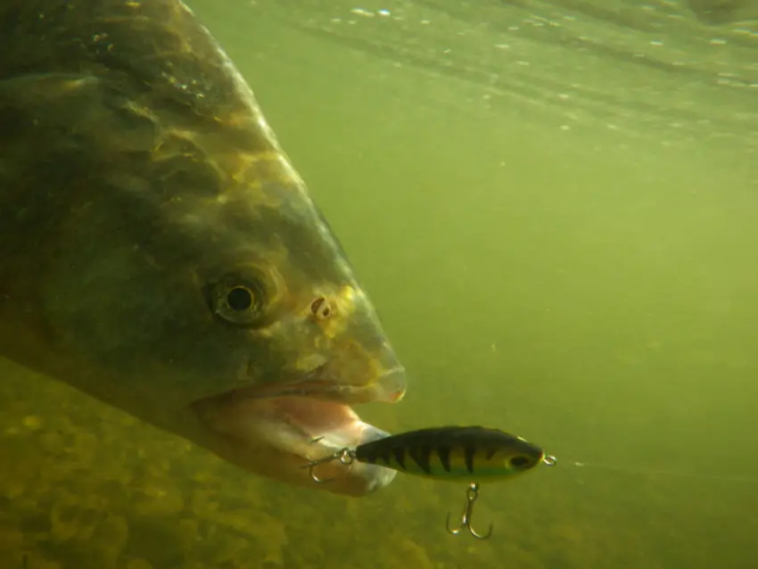 Pêche de l'aspe au leurre finesse