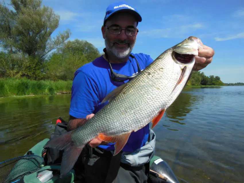 Pêche de l'aspe au leurre finesse