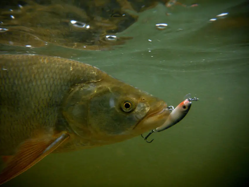 Pêche de l'aspe au leurre finesse