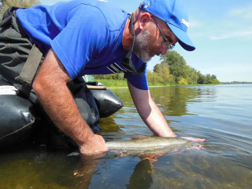 Pêche de l'aspe au leurre finesse