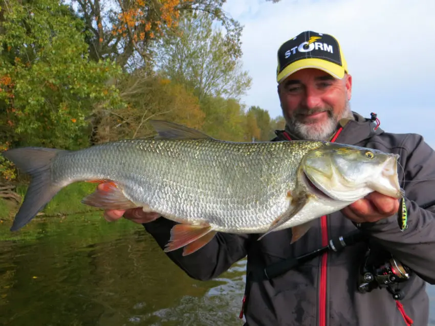 Pêche de l'aspe au leurre finesse