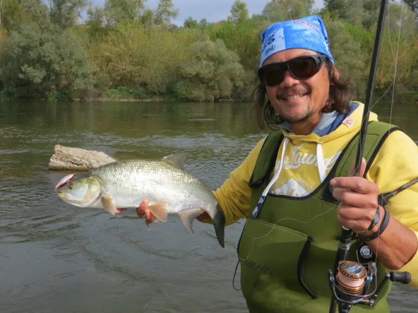 Pêche de l'aspe au leurre finesse