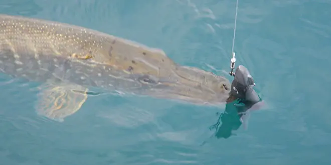 Vibration du leurre souple pour pêcher le brochet