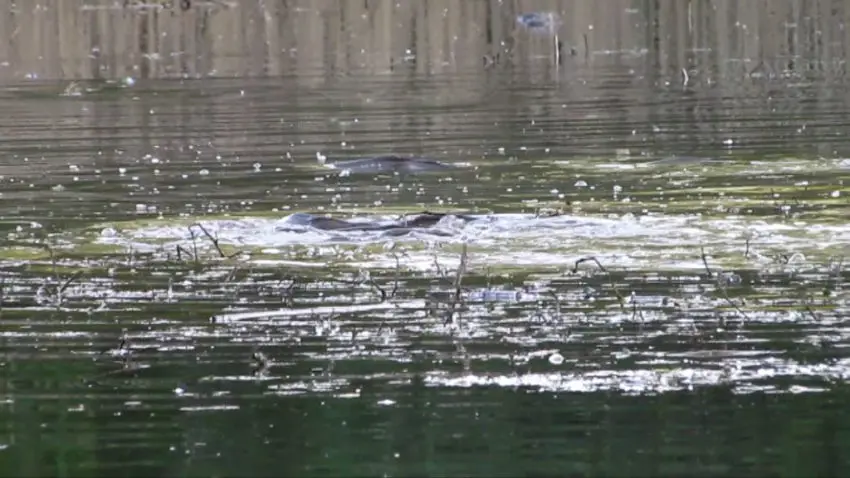 Pêche à la bouillette flottante en période de frai de la carpe