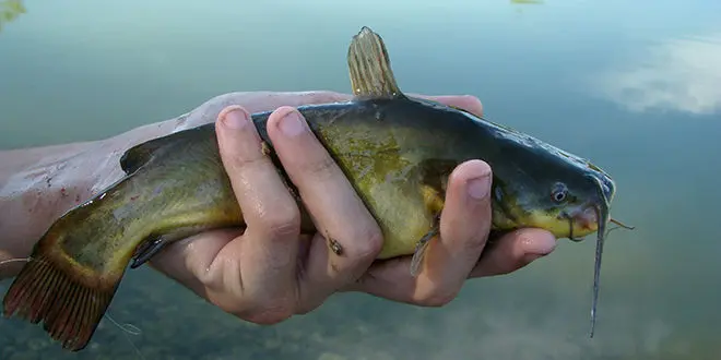 Pêche du poisson chat en étang