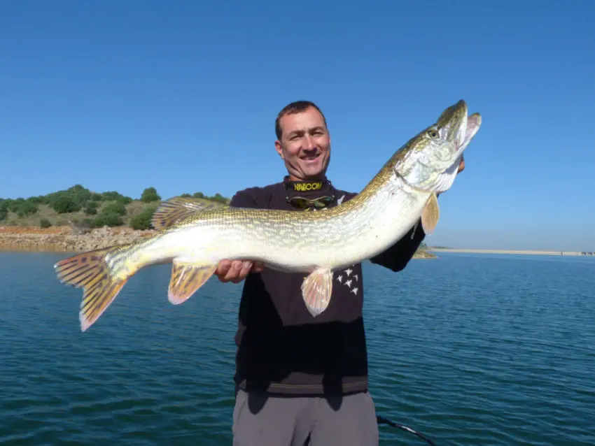 Place du black-bass dans le biotope en France