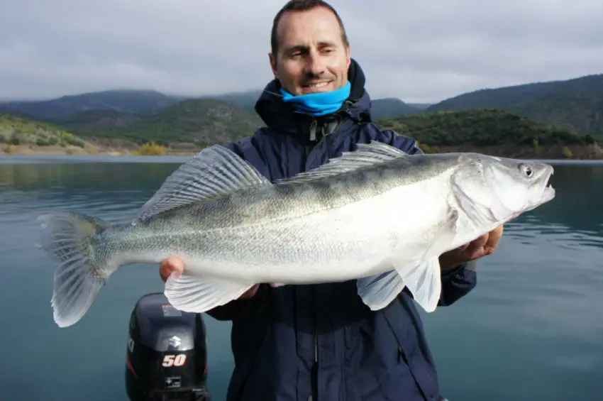 Place du black-bass dans le biotope en France