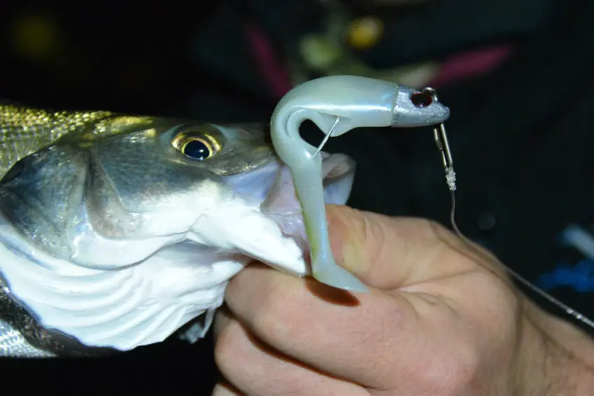 Pêche en mer avec des shads prémontés en texan