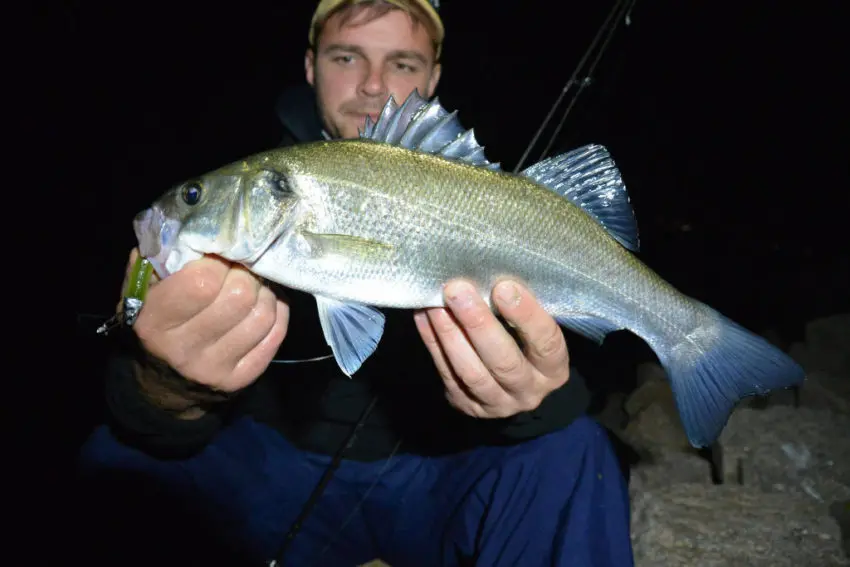 Pêche en mer avec des shads prémontés en texan