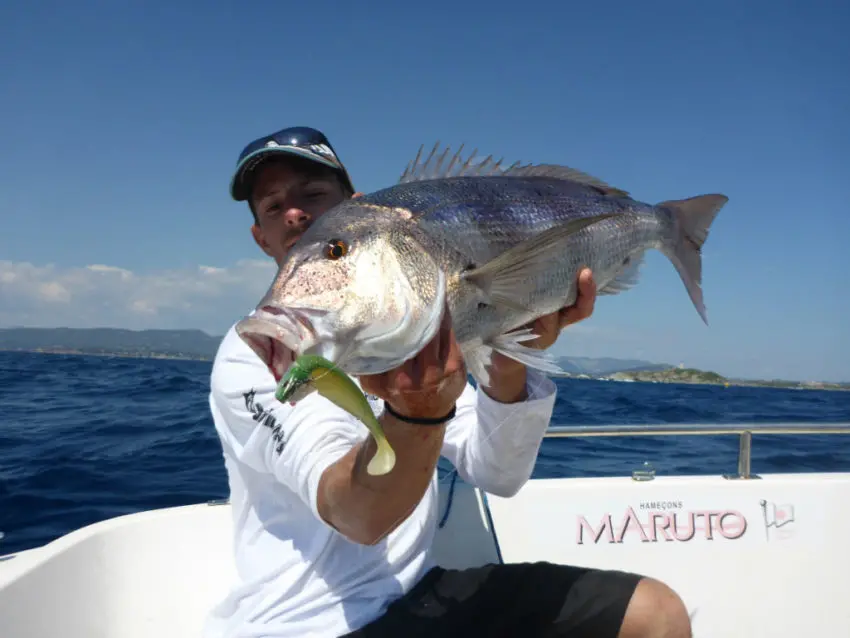 Pêche en mer avec des shads prémontés en texan