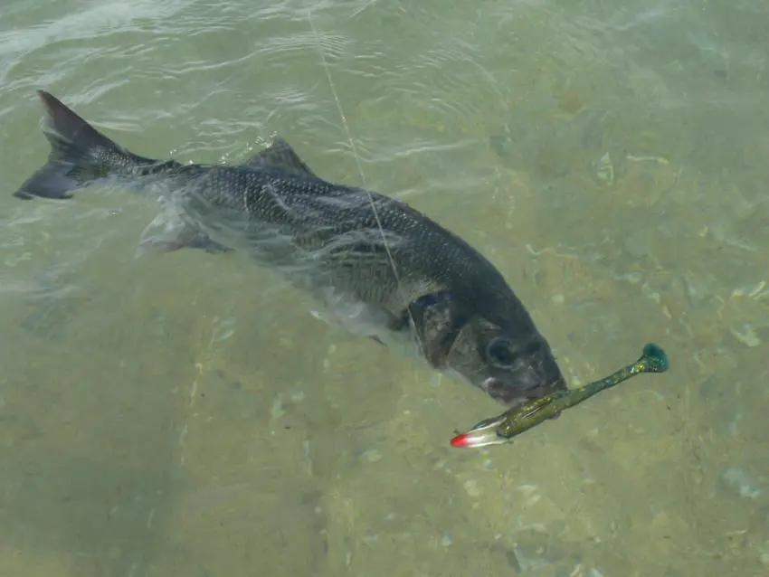 Pêche en mer avec des shads prémontés en texan