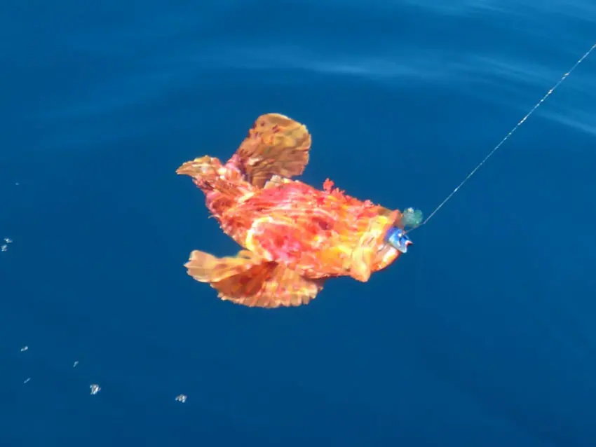 Pêche en mer avec des shads prémontés en texan