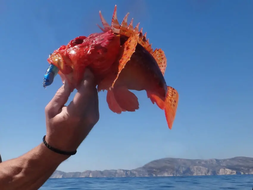 Pêche en mer avec des shads prémontés en texan