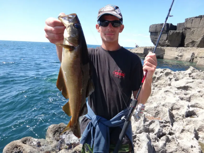 Pêche en mer avec des shads prémontés en texan