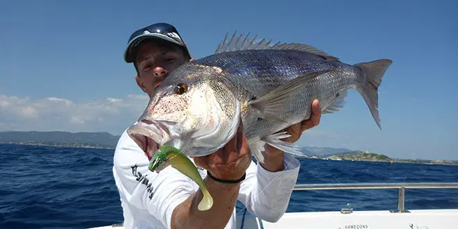 Pêche en mer avec des shads prémontés en texan