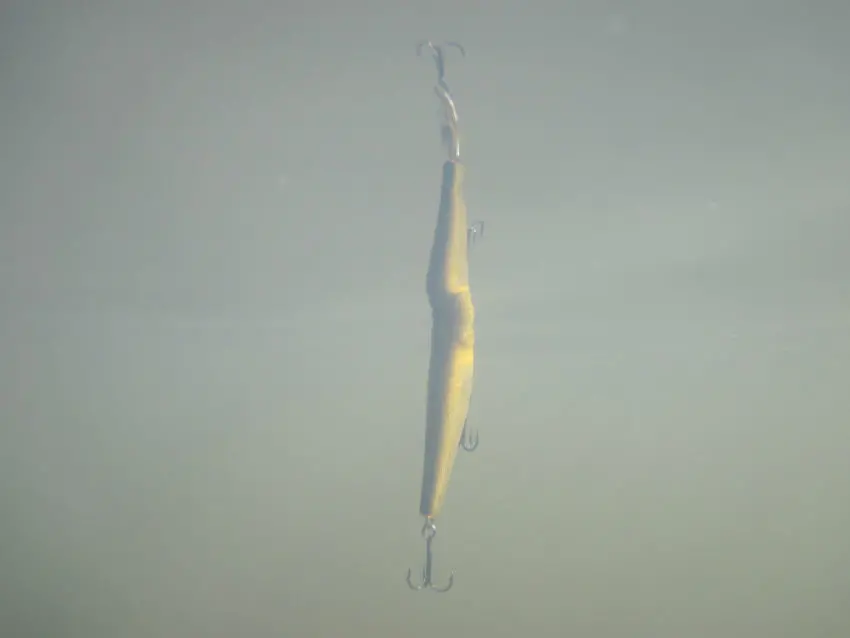 Pêche des carnassiers au leurre de surface