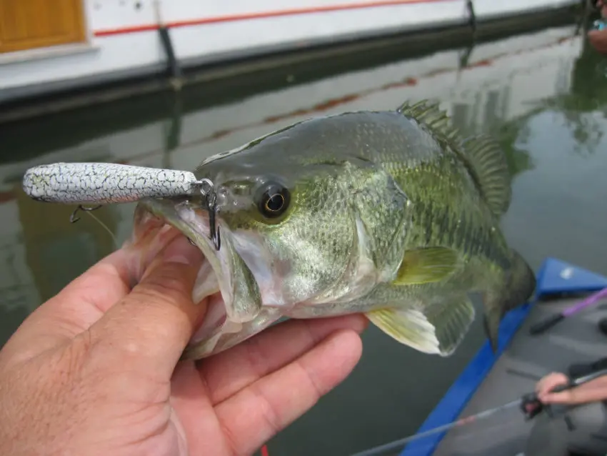 Pêche des carnassiers au leurre de surface