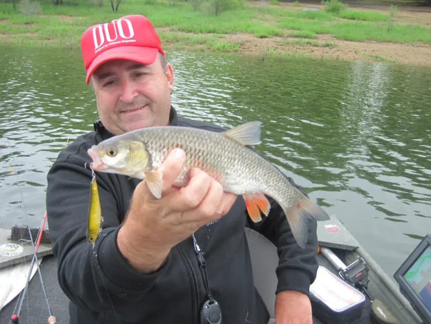 Pêche des carnassiers au leurre de surface