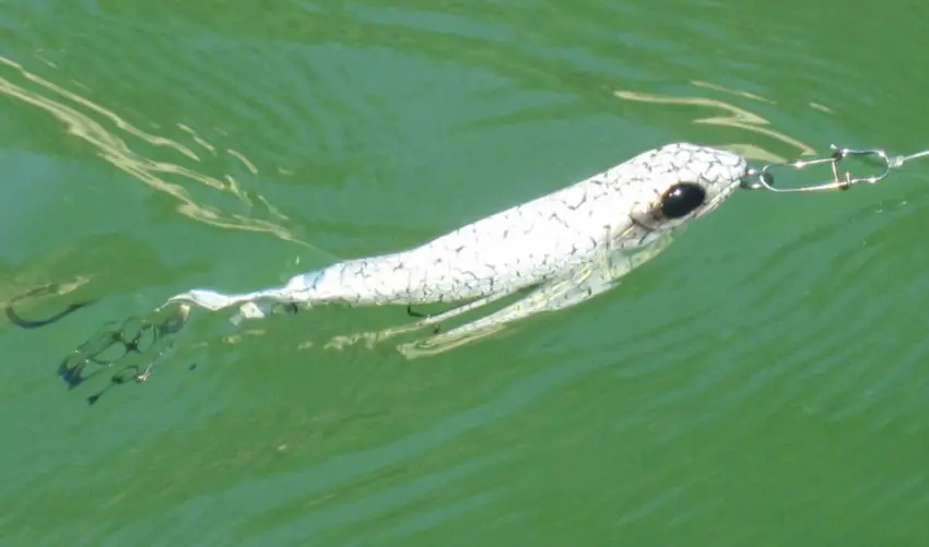 Pêche des carnassiers au leurre de surface