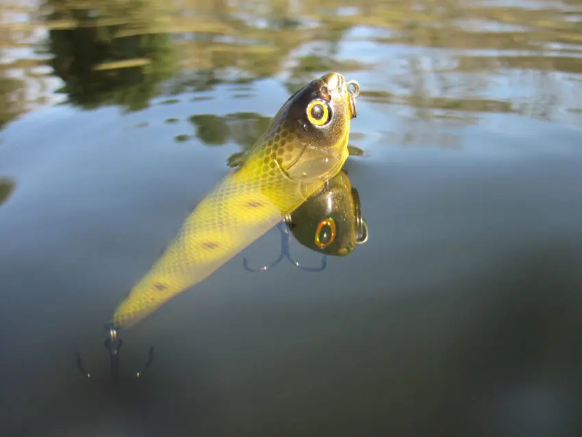 Pêche des carnassiers au leurre de surface