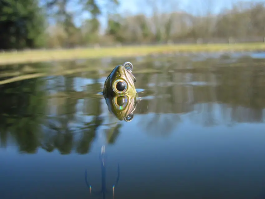 Pêche des carnassiers au leurre de surface