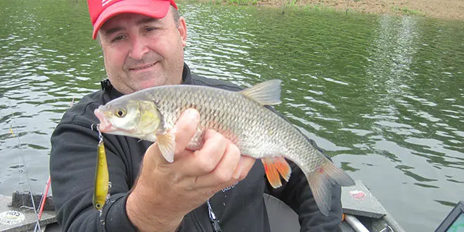 Pêche des carnassiers au leurre de surface