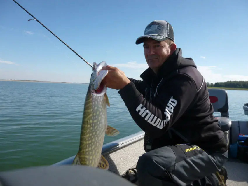 Pêche des carnassiers au drop shot et dop vif