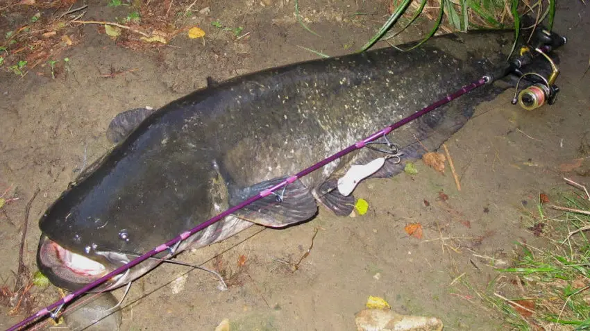 Pêche du silure en surface au popper