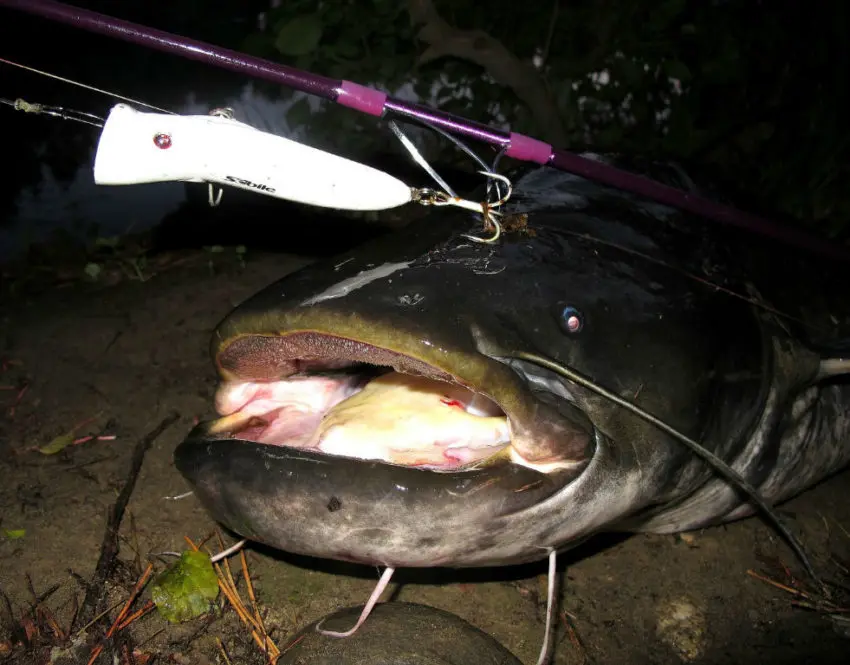 Pêche du silure en surface au popper