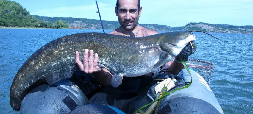 Pêche du silure en surface au popper