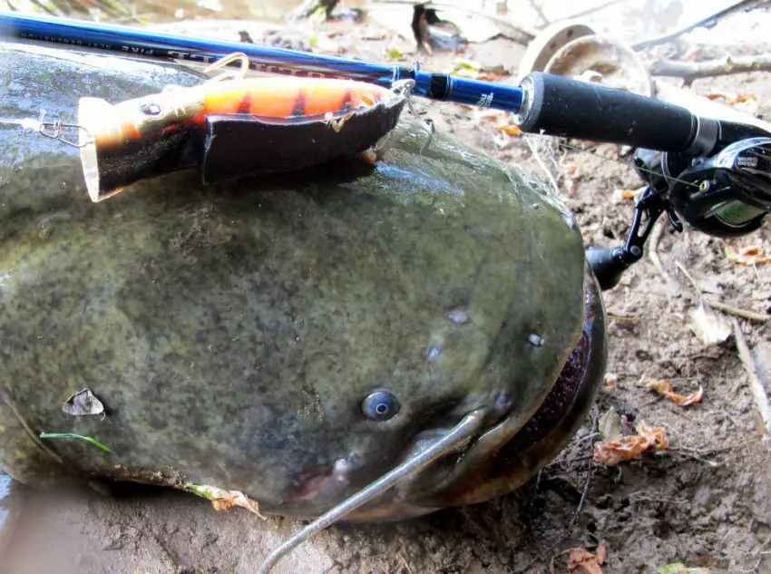 Pêche du silure en surface au popper